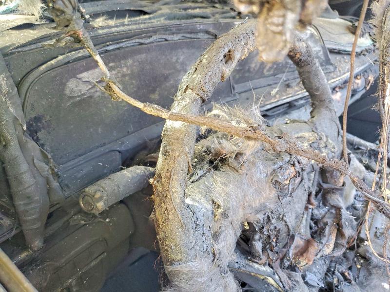 46922016 :رقم المزاد ، 1GYS4RKL6MR390736 vin ، 2021 Cadillac Escalade مزاد بيع